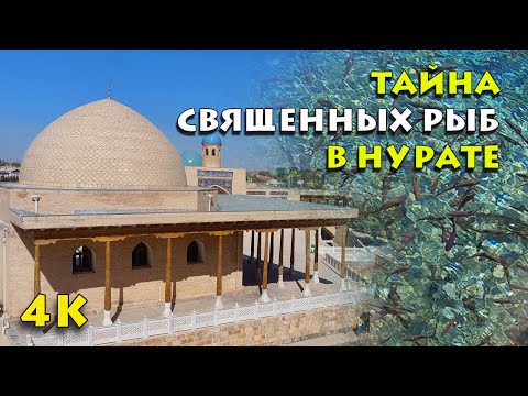 Видео: Тайна священных рыб в 4К: Удивительные секреты чашмы Нурате