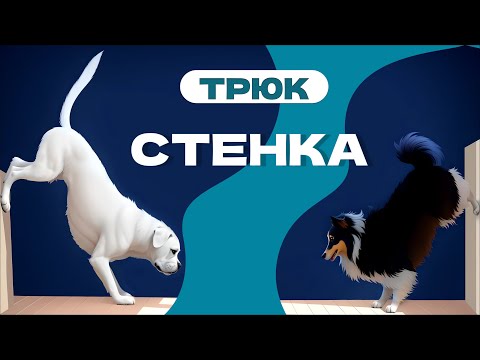 Видео: Учим трюк СТЕНКА с собакой - эта команда: поставь задние лапы на стенку