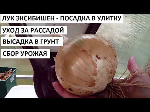 Видео: Лук эксибишен - посадка в улитку - уход - сбор урожая.