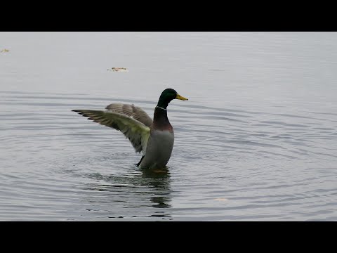 Видео: Дикие утки  Когда селезни свистят, утки не крякают