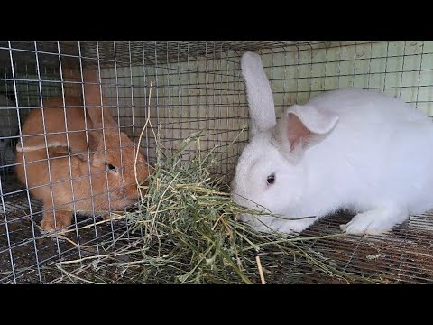 Видео: Вес кроликов в 90 дней, обзор всех крольчат