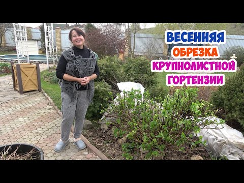 Видео: Обрезаю КРУПНОЛИСТНУЮ ГОРТЕНЗИЮ и сразу УКОРЕНЯЮ ЧЕРЕНКИ.