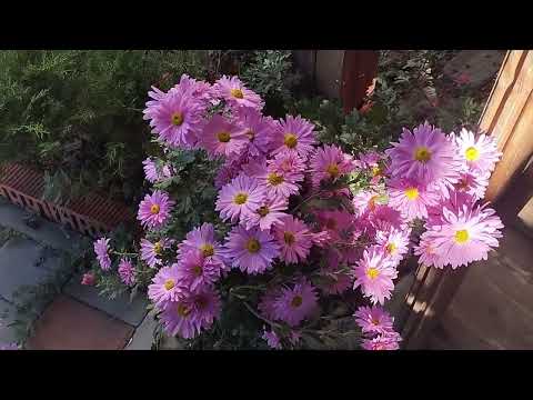 Видео: Просто хризантемы расцвели #растения#цветы#сад#bee#garden#flowers