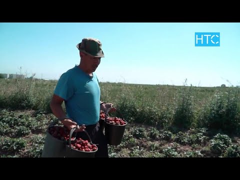 Видео: Дыйкандардын оор түйшүгү / Атайын репортаж / НТС / Кыргызстан