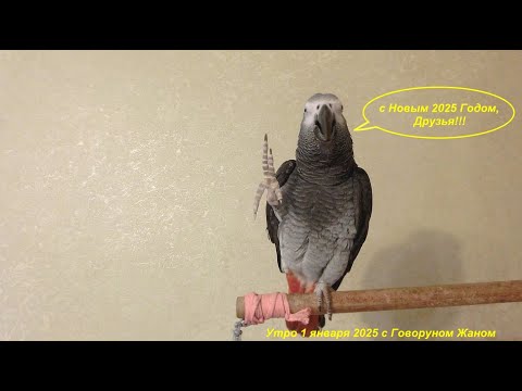 Видео: Утро 01.01.2025 с Говоруном Жаном! - Жан совсем  оЧеловечился))!