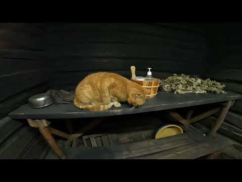 Видео: Печка в бане по черному и кот Буся,который ходит в баню.