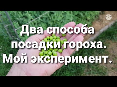 Видео: Посадка гороха. Два  способа посадки. Мой эксперимент.