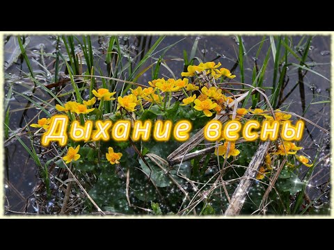 Видео: Дыхание весны