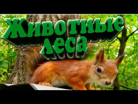 Видео: Животные леса. Презентация для детей. Окружающий мир.