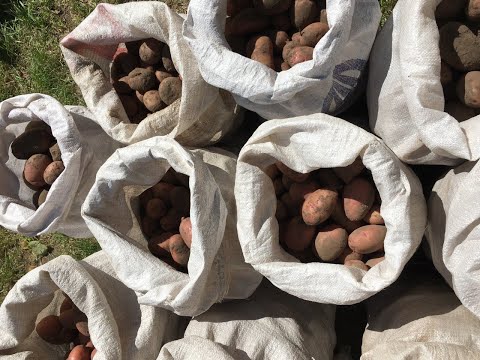 Видео: КАРТОПЛЯ 2025 🥔 КОПАЄМО ТА ЗБИРАЄМО ВРОЖАЙ