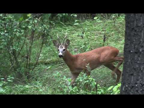 Видео: Косуля на манок