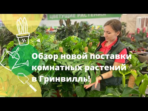 Видео: Обзор новой поставки комнатных растений в Гринвилль! Роскошные крупномеры вас удивят!