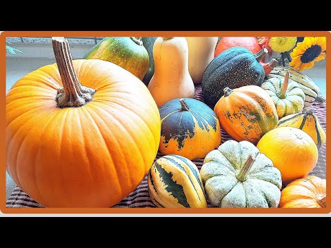 Видео: КАКИЕ  самые вкусные сорта тыквы/обзор