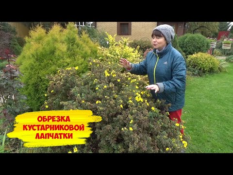 Видео: Обрезка ЛАПЧАТКИ КУСТАРНИКОВОЙ осенью.