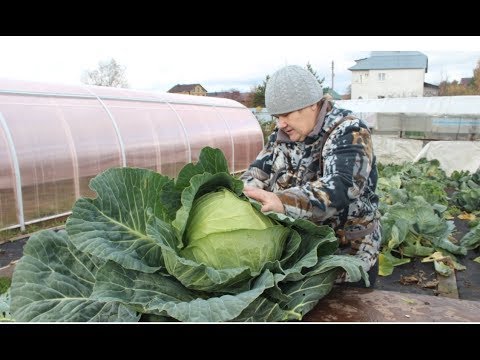 Видео: ЭТА КАПУСТА НЕ ТРЕБУЕТ УХОДА: ПОСАДИЛ И ЗАБЫЛ. 12.10.19