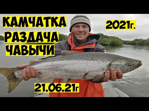 Видео: Много ЧАВЫЧИ на Камчатке! Рыбалка на чавычу! Королевский лосось на реке Большая! King salmon fishing