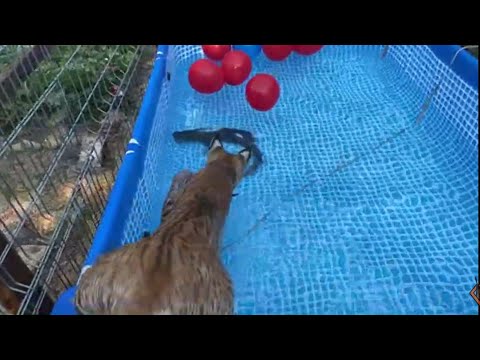 Видео: День рождения рыси Марса! 2 года