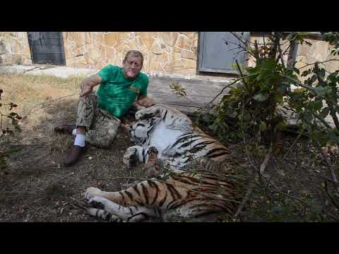 Видео: Сколько в мире осталось амурских тигров и как им живется !