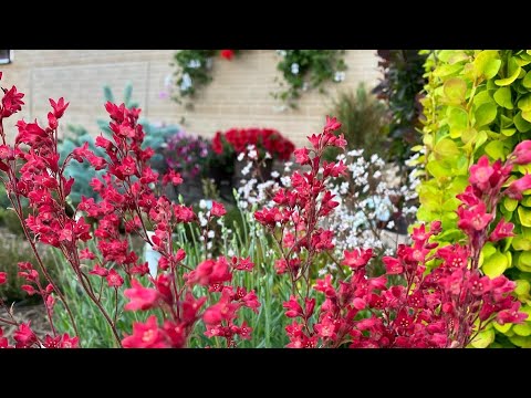 Видео: Новые краски в ЦВЕТНИКЕ🐝🌺 Стригу✂️после цветения🌸 флокс шиловидный🌸 и 🌸камнеломку🌸