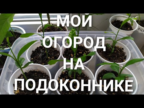 Видео: МОЙ АНТИДЕПРЕССАНТ. Мой огород на подоконнике.