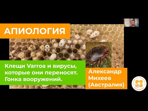 Видео: Клещи Varroa и вирусы, которые они переносят. Гонка вооружений.