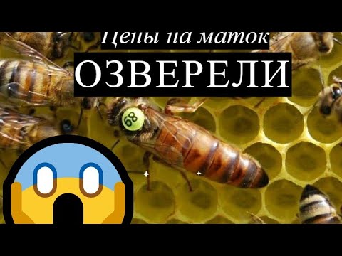 Видео: Цены на маток какие они должны быть? #пчеловодство #bee #honeybeesting #матководство #пчелы