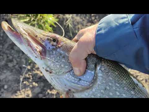 Видео: Мормо спиннинг отомстил щуке. Супер трофей на супер ультралайт