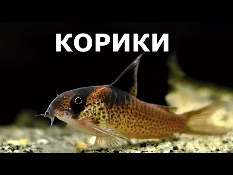 Видео: Коридорасы, крапчатые сомики и все о них: содержание, уход, виды, кормление.