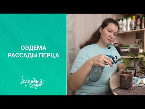 Видео: Оэдема рассады  листьев перца - не приговор! Что делать, как лечить?