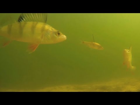 Видео: РЫБАЛКА НА ЖИВЦА. ПОДВОДНАЯ СЪЁМКА. ЛОВЛЯ ОКУНЯ.