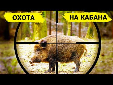 Видео: Охота на кабана - мифы и реальность. (Охотник и рыболов)