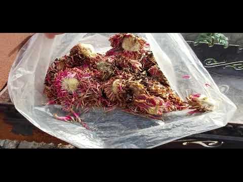 Видео: ЛЕДЬ СПРАВИЛАСЯ- БІЛЬШЕ НЕ БУДУ ЗОБОВ"ЯЗУВАТИСЯ!