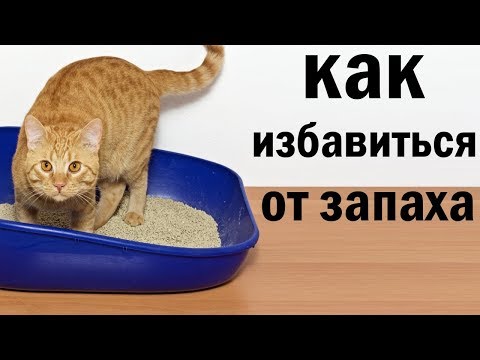 Видео: Как избавиться от "кошачьего запаха". САМОЕ ЛУЧШЕЕ СРЕДСТВО.