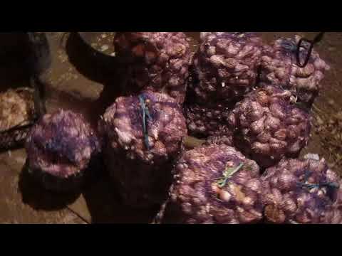 Видео: Урожайность чеснока под соломой. Когда продавать чеснок,что бы по максимуму заработать?