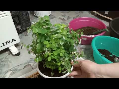 Видео: Комнатные Растения. Пересадка Брейнии и Абутилонов.