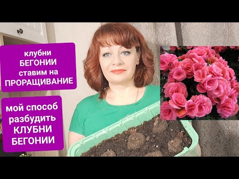 Видео: ПОРА БУДИТЬ КЛУБНИ БЕГОНИИ. КАК Я ПРОРАЩИВАЮ БЕГОНИЮ ИЗ КЛУБНЯ.