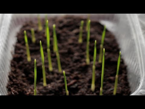 Видео: ПАЛЬМА ИЗ ПОКУПНЫХ СЕМЯН