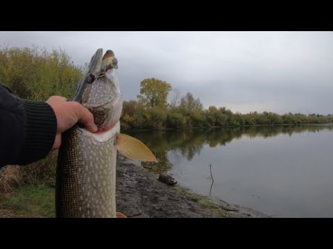 Видео: Ловля щуки на крупные воблеры с берега