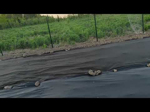Видео: 🇺🇦Посадка перцю 🌶️ під агроволокно @посадила помідори🇺🇦