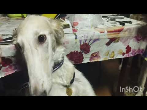 Видео: труд заводчика. Тайное закулисье.Что делаю я, чтобы вырос щенок борзой. часть 1