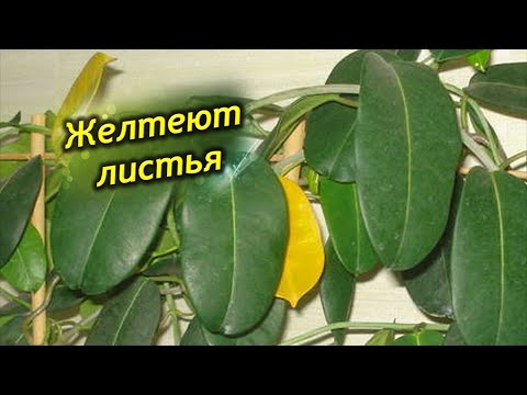 Видео: Почему желтеют листья у стефанотиса и что при этом делать.