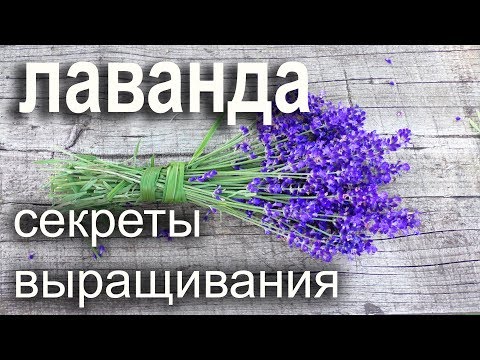 Видео: Лаванда.Посадка,уход,размножение.