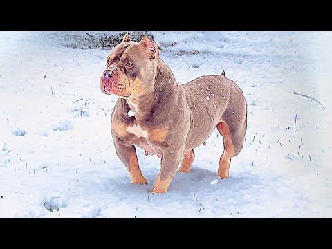 Видео: Собака первый раз в жизни увидела снег! Реакция собак на снег.