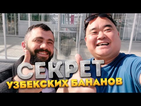 Видео: Секрет! Единственная страна в Центральной Азии, где растут бананы | Узбекские теплицы | Бухара