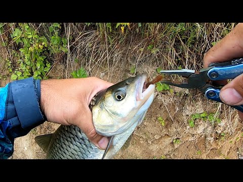 Видео: Жерех, голавль в ненастье. Рыбалка на перектах Упы.