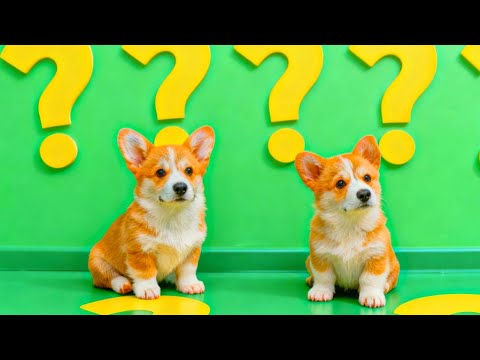 Видео: ЧТО ТАКОЕ ПОИГРАТЬ В ЛОШАДКУ? Корги Пряник Говорящая собака