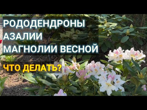 Видео: РОДОДЕНДРОНЫ, АЗАЛИИ И МАГНОЛИИ ВЕСНОЙ — УХОД ДЛЯ ПЫШНОГО ЦВЕТЕНИЯ |Что делать с рододендронами