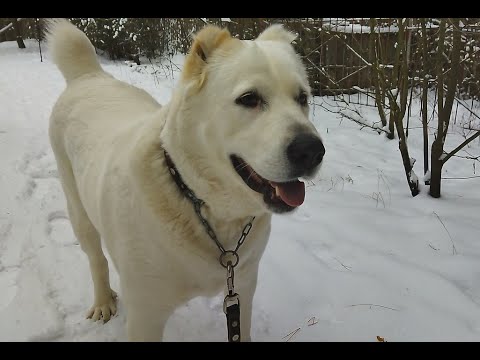 Видео: Алабай. Девочка, 4 года. Видео которые хотел удалить. Часть 3.