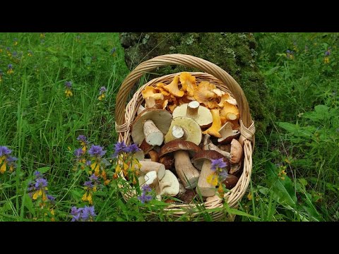 Видео: Белые грибы и лисички. #грибы2023