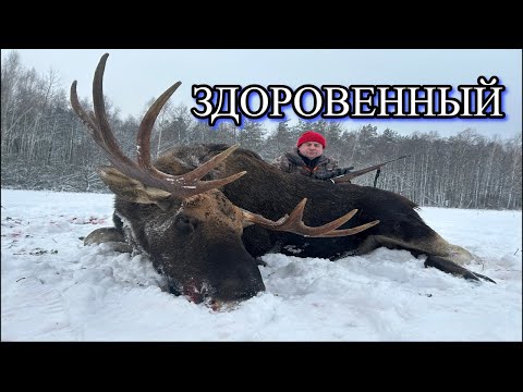 Видео: Здоровенный МАМОНТ. Где-то обламал РОГА. Охота с лайками на Лося.